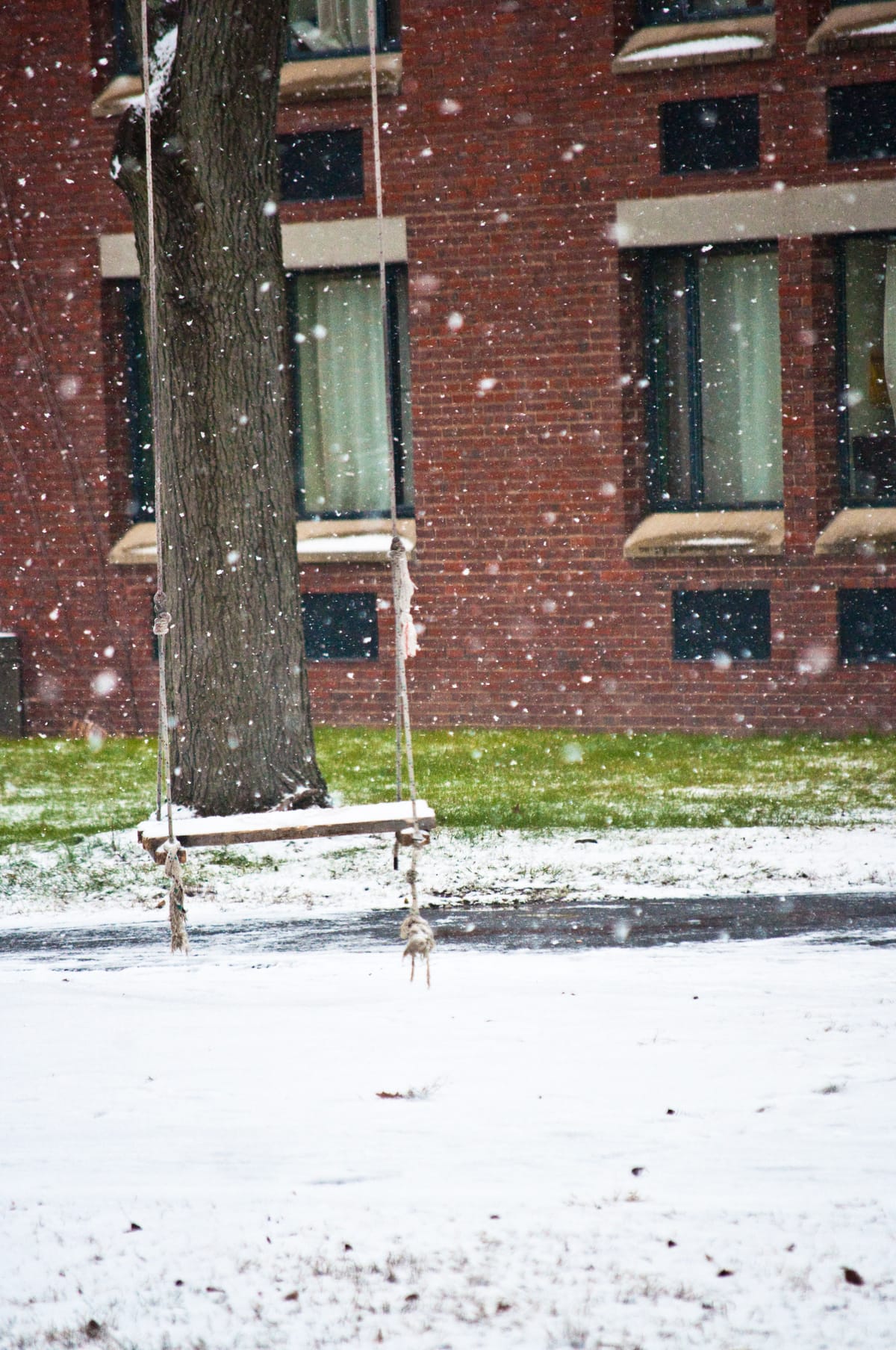 The Dakin Quad, a swing hangs off a tree, snow coats the landscape.