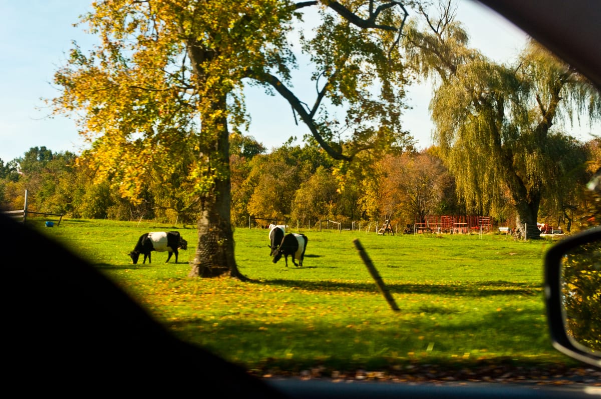 Three striped cows graze at golden hour on the Hampshire College farm.